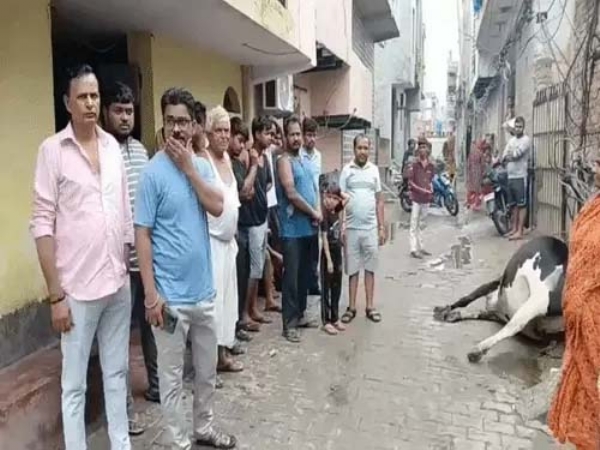 डबुआ कालोनी में घर के बार करंट लगने से गाय की मौत