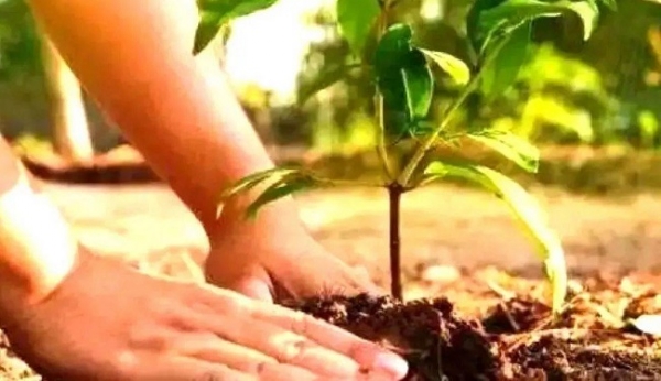 पौधरोपण (प्रतीकात्मक तस्वीर)