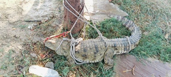 पकड़ा गया मगरमच्छ
