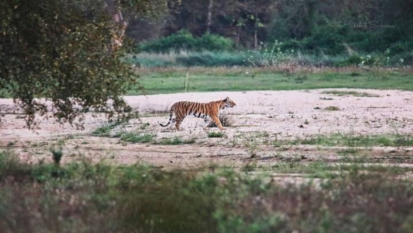 बालाघाट जिले का सोनेवानी जंगल