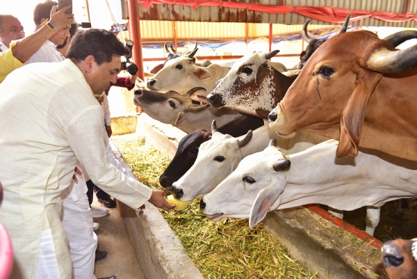 बवाना की श्रीकृष्ण गौशाला में गुरुवार को गायों की सेवा करते मंत्री कपिल मिश्रा