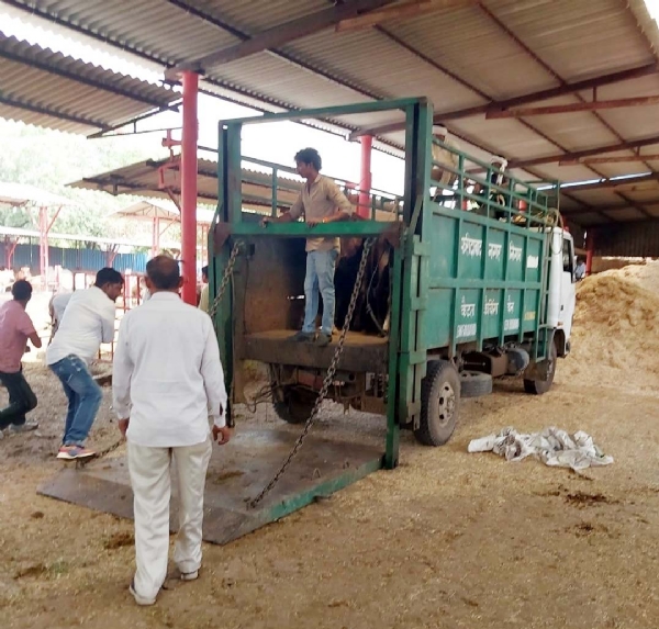 गौवंश को स्थनांतरित करते कर्मचारी