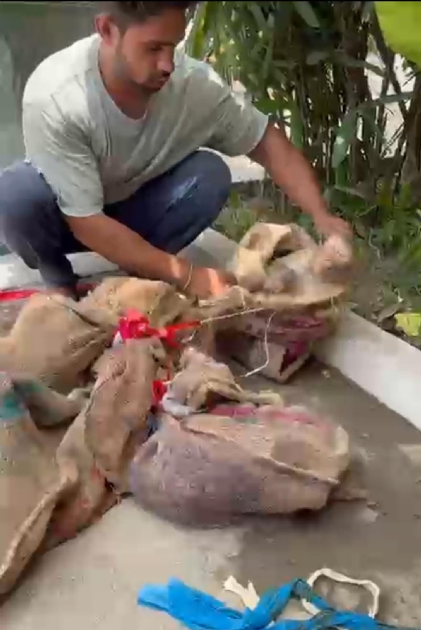 बोरियों में बंद किए गए बंदर।