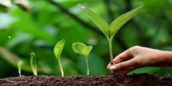 प्रयागराज: पशुपालन विभाग करेगा 9 हजार पौधरोपण
