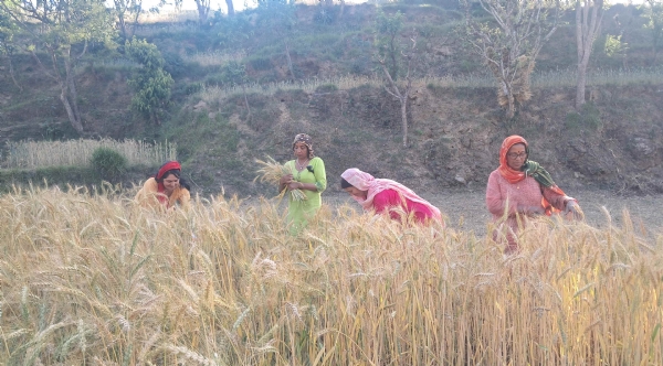 किसानों को मेहनत की कमाई के मिल रहे हैं अच्छे दाम।
