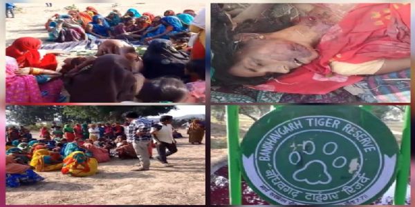 बांधवगढ़ टाइगर रिजर्व के मानपुर रेंज में बाघ के हमले से महिला की मौत