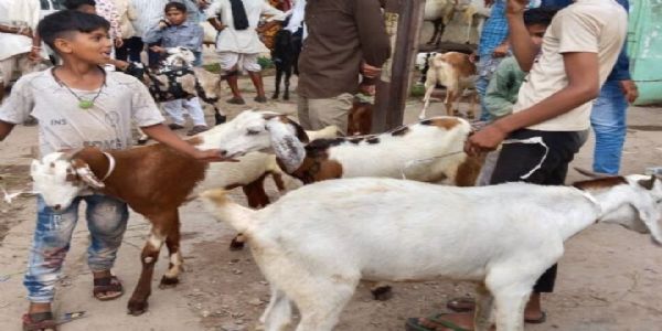 ईद उल जुहा शनिवार को: खुले में कुर्बानी और वीडियो वायरल नहीं करने की अपील