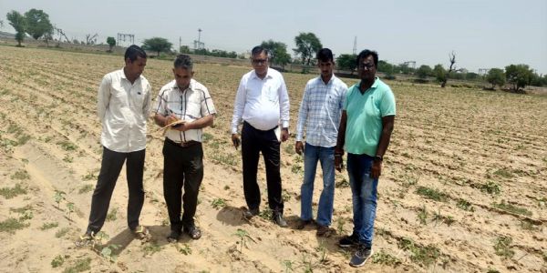 फतेहाबाद:कृषि विभाग की टीम ने किया कपास की फसल का सर्वेक्षण