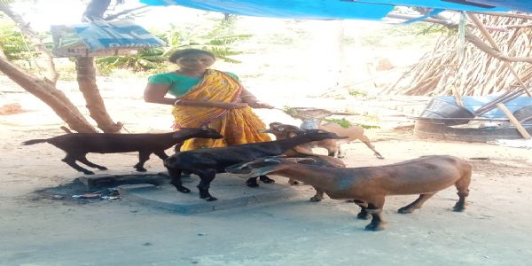 आत्मनिर्भर बनीं गुरुवारी सबर, पशुपालन और मुर्गीपालन से बढ़ाई आमदनी