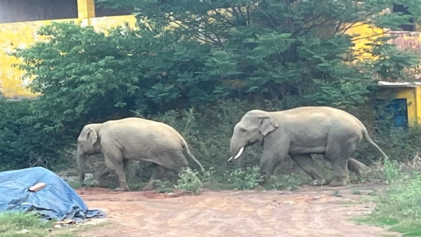 जंगली हाथी की फाइल फोटो