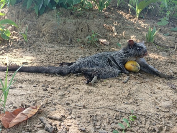 दुर्लभ वन्य प्राणी दुर्लभ वन्य प्राणी