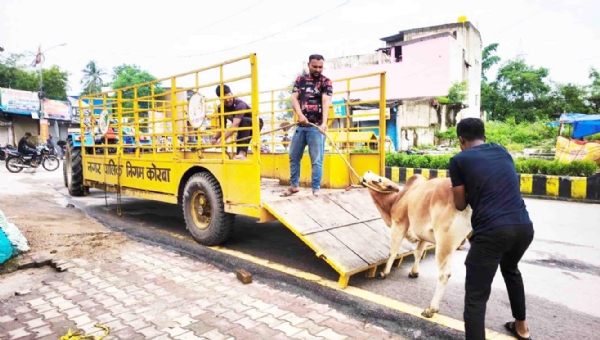 कोरबा : विगत एक पखवाडे़ में 6 दर्जन से अधिक मवेशियों को सड़कों से उठाकर पहुंचाया गया गोकुलनगर