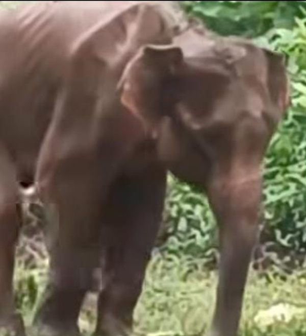 इलाज के दौरान मृत हाथी