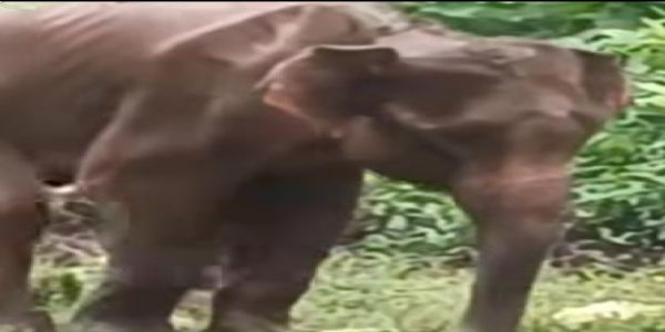 सारंडा में हाथी की मौत, गांव में नहीं जला चूल्हा