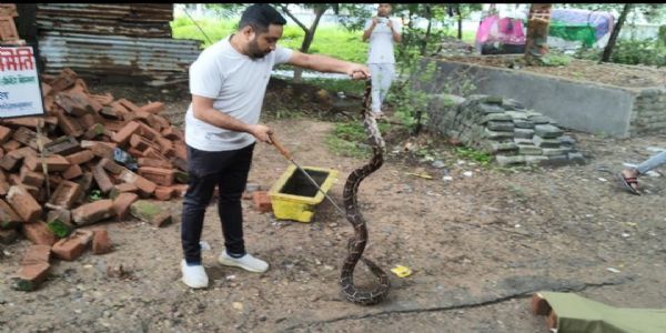 कटघोरा वन मण्डल के बांकी मोगरा में 9 फीट लंबे अजगर का रेस्क्यू, सुरक्षित जंगल में छोड़ा गया