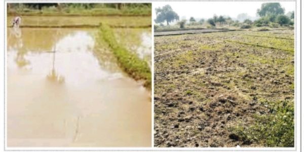 अंबिकापुर : लगातार वर्षा से मक्का बुआई में पिछड़े किसान, 75 प्रतिशत रकबा खाली