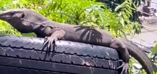 तल्लीताल में दिखा गोह।