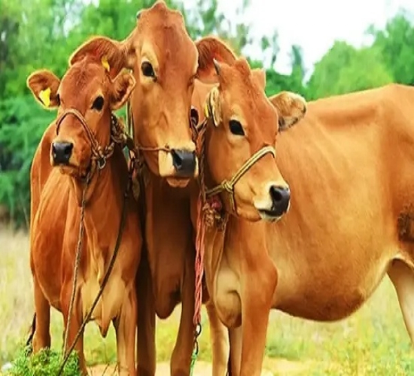 किसान व पशुपालकों को आर्थिक स्थिति मजबूत करने का सरकार दे रही सुनहरा अवसर