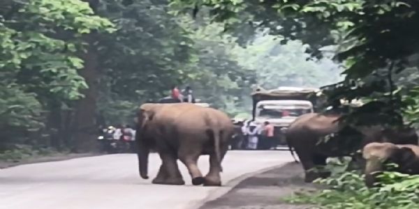 जंगल से निकला सोलह हाथियों का काफिला, वन विभाग ने की सतर्कता बरतने की अपील