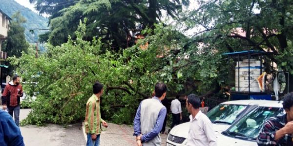 बिना हवा-बारिश के सड़क पर गिरा हरा पेड़, दुर्घटना टली