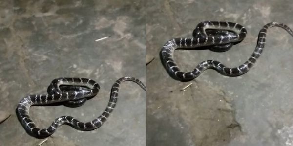 मथुरा : नागिन ने अपने नाग की मौत का लिया बदला, तीन लोगों को डसा, एक की मौत