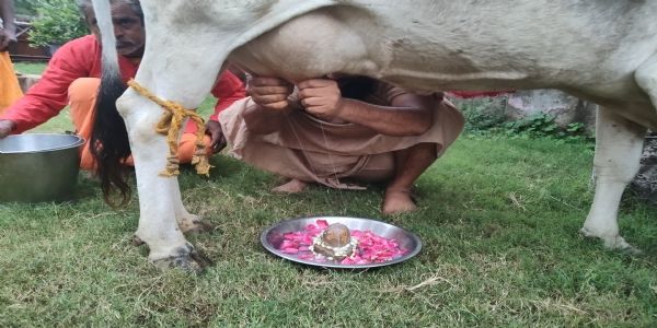 श्रावण मास में गाय के थन से पार्थिव शिवलिंग का अभिषेक