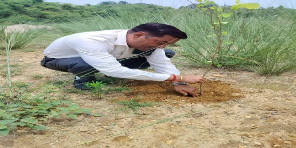पर्यावरण बचाने उतरा क्रशर उद्योग,रोपे तीन हजार पौधे, 10 हजार का है टारगेट