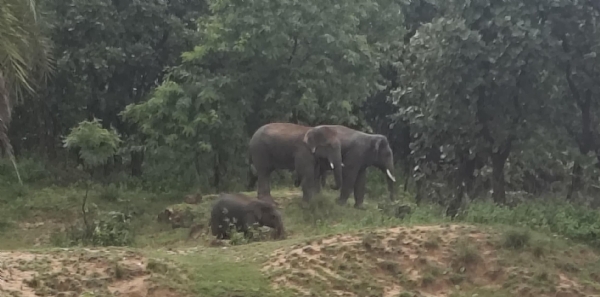 Elephant