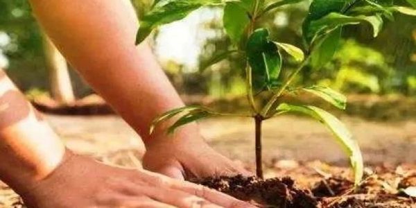 शालाओं के बच्चों द्वारा पौधारोपण के मामले में बालाघाट प्रदेश में प्रथम