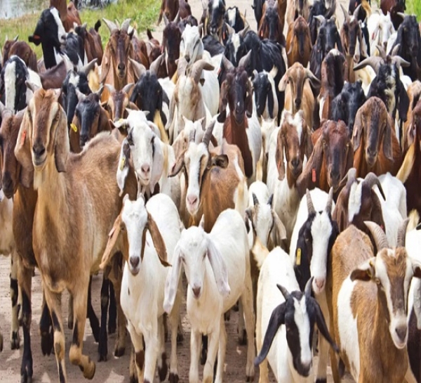बकरियों का छाया चित्र