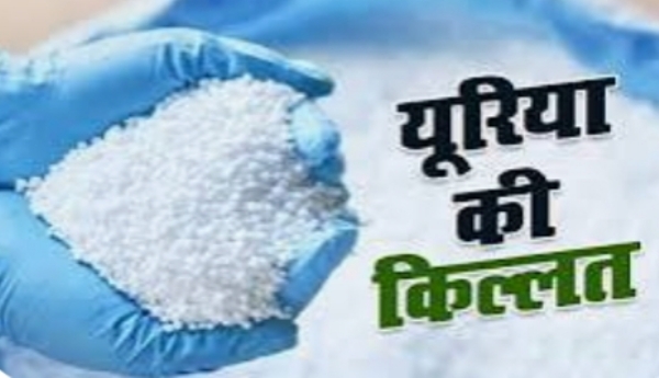 बारिश के बाद पश्चिम चंपारण में यूरिया नहीं मिलने से दर-दर भटक रहे किसान