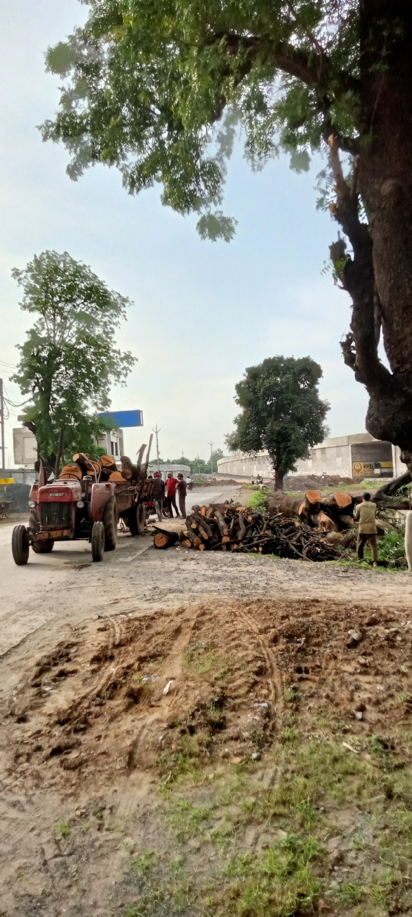 फलदार  आम  का   पेड़ l