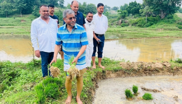 बाबूलाल धान रोपनी करते