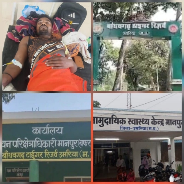 मवेशी चरा कर घर लौट रहा युवक भालू के हमले से घायल