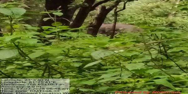 अनूपपुर: वन क्षेत्र में फिर पहुंचे चारों हाथी, वन विभाग कर रहा निगरानी