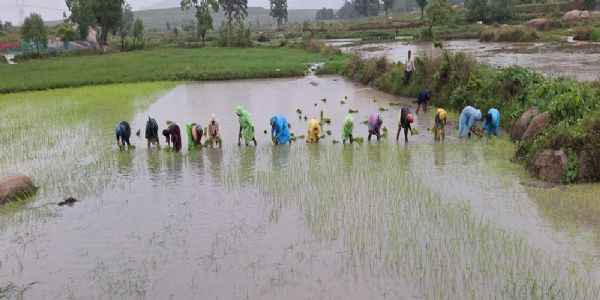 कोरबा जिले के सहकारी समिति में उपलब्ध है नैनो डीएपी