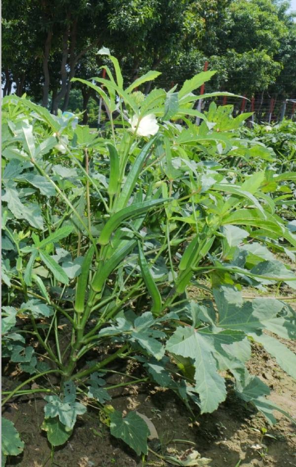 चुनार के अदलपुरा स्थित भारतीय सब्जी अनुसंधान संस्थान में वैज्ञानिकों द्वारा शोध किया गया भिंडी का बीज काशी सहिष्णु