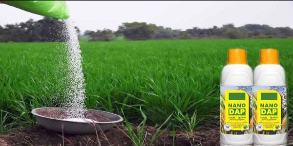 डीएपी बना किसानों की नई ताकत , उत्पादन बढ़ाने के साथ लागत में भी कटौती