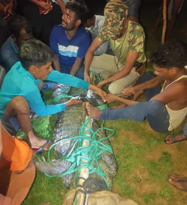 मगरमच्छ को रस्सी से बाधते वनकर्मी।