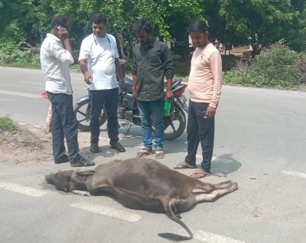 शेष डड़िया गांव के पास सड़क पर मृत पड़ा पशु।