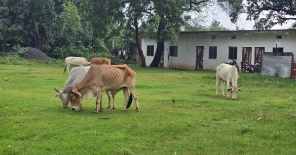 तस्करों से बरामद बैल