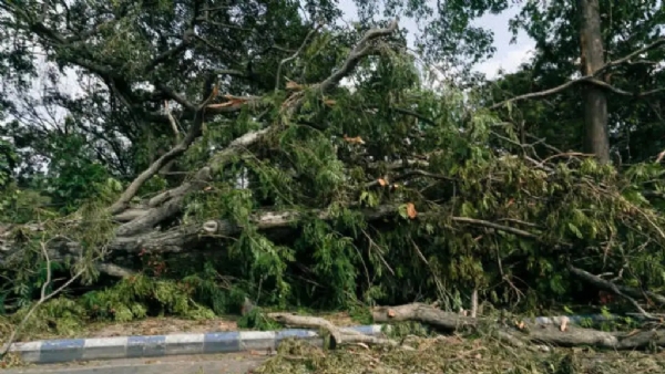 weak tree cutting