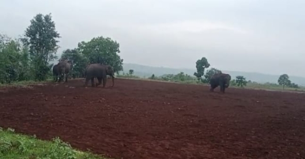 ग्रमीण क्षेत्र से लगे जंगल में विचरण करते चारो हाथी