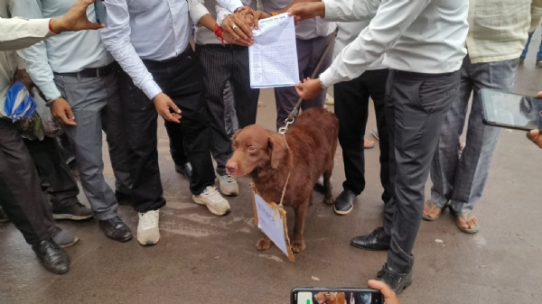 वकीलों ने हनुमान चौराहे पर लगाया जाम, श्वान को सौपा ज्ञापन