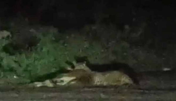 वन्य प्राणी तेंदुआ ने बछड़े पर किया हमला