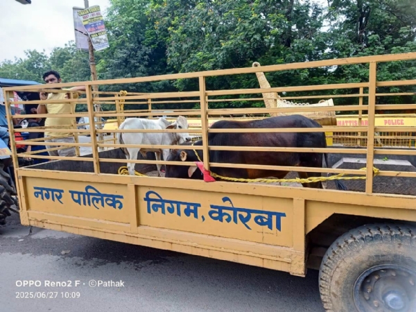 कोरबा :मवेशियों को सड़क पर खुला छोड़ने वाले पशुपालकों  पर होगी दण्डात्मक कार्यवाही