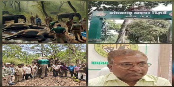उमरिया : रेसक्यू कर बांधवगढ़ लाये गये जंगली नर हाथी की मौत