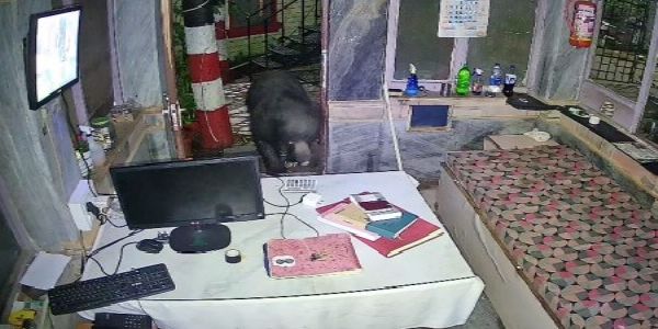 माउंट आबू के होटल में घुसा भालू, रिसेप्शन पर पांच मिनट रहा फिर लाैट गया