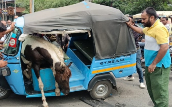 जबलपुर : चलती ऑटो में सड़क पर दौड़ता हुआ घोड़ा फंसा तीन घायल