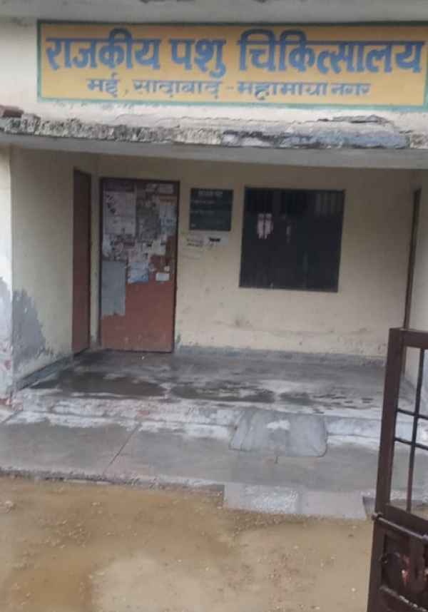 राजकीय पशु चिकित्सालय का हाल बेहाल   मई स्थित पशु चिकित्सालय को लेकर गौसेवक ने डीएम से की शिकायत।   सादाबाद। मई स्थित राजकीय पशु चिकित्सालय की बदहाली को लेकर गढ़ उमराव के रहने वाले गौ सेवक जतिन सारस्वत ने जिला अधिकारी से शिकायत करते हुए चिकित्सालय की जीर्णोद्धार की मांग की है।  शिकायत में गौ सेवक जतिन सारस्वत में बताया है कि वह किसी कार्य से राजकीय पशु चिकित्सालय में गए थे लेकिन बारिश के चलते चिकित्सालय परिसर में पानी भरा हुआ था। अंदर जाने का रास्ता भी नहीं था। अस्पताल का मुख्य गेट टूटा पड़ा है। दीवारें भी कभी भी गिर सकती हैं। चिकित्सालय भवन की दीवारों से सीमेंट झड़ रहा है। बिजली की व्यवस्था न होने के चलते पशुओं की वैक्सीन भी अक्सर यहां खराब हो जाती है। तमाम अव्यवस्थाओं के चलते पशुओं को उपचार नहीं मिल पाता है। इसलिए इन समस्याओं का संज्ञान लेते हुए अस्पताल में विद्युत आपूर्ति व्यवस्था के साथ-साथ भवन के जीर्णोद्धार की जरूरत है। इससे यहां पशुओं का पर्याप्त उपचार, टीकाकरण हो सके।